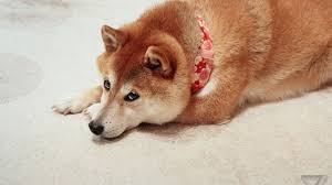 Doge is the nickname given to kabosu, a japanese shiba inu who rose to online fame in 2013 as a fictional character featured in image macros captioned with grammatically awkward phrases in the. Wow This Is Doge The Verge