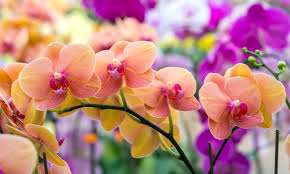 The same goes for the windows. How Often Do Orchids Bloom Can I Make It Happen Brilliant Orchids
