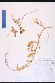 Image result for Ipomoea stolonifera