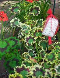 We did not find results for: Deer Eating Your Garden Tips Offered By East Aurora Garden Club Buffalo Niagaragardening Com