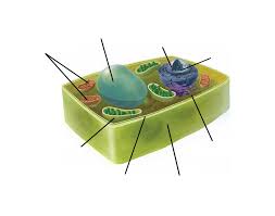 We did not find results for: Plant Cell Organelles Labeling Interactive Quiz