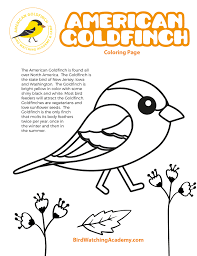 Photo by jen goellnitz on flickr (noncommercial use permitted with attribution / no derivative works). Finches Page 2 Of 2 Bird Watching Academy