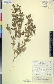 Image result for Crotalaria podocarpa