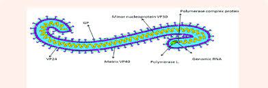 Maybe you would like to learn more about one of these? Ebola Virus Structure 93 Where Vp Virion Protein Gp Glycoprotein Download Scientific Diagram
