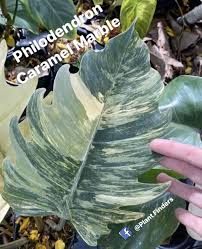 Philodendron Caramel Marble In 2020 Plants Plant Finder Variegated Plants