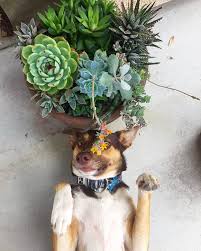 For cats, though, these plants don't lead to everlasting love but to serious health issues, including cardiovascular shutdown. 15 Houseplants That Are Beautiful And Safe For Cats And Dogs