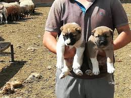 From wikipedia, the free encyclopedia. This Cute Gampr Puppies Are Available Gasparyan S Gamprs Facebook