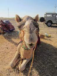 A worried about hurting kate b relieved that kate is just c the writer is initially unwilling to do it. The Ups And Downs Of Riding A Camel Erica In Wonderland