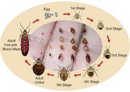 If the temperature gets really extreme, then the eggs will be unable to undergo the necessary developments for hatching to ensue. Life Cycle Custom Bedbug