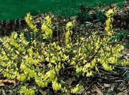 Dwarf Forsythia Forsythia Dwarf Nature