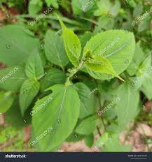 Image result for Tragia rupestris