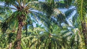 Explore the endless possibilities of our products in your daily lives. Drawing The Line On Deforestation Brunswick