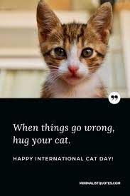 Patrick's day, maybe dress your cat in green clover. When Things Go Wrong Hug Your Cat Happy International Cat Day