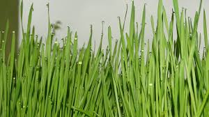 Image result for Microchloa