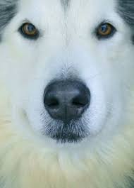 Anjing ini diberi nama alaskan malamute karena banyak ditemukan di daerah alaska dimana penduduk asli disana dikenal dengan sebutan orang inuit atau dikenal juga dengan nama mehelmuts. Pinterest