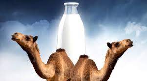 Get this box of camel milk powder in especially designed sachets to make a glass of camel milk without any hassle. Global Camel Milk Beverage Market 2020 Business Developments Al Ain Dairy Vital Camel Milk Camelicious Desert Farms Valley Bugler Newspaper