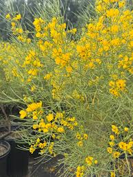 Image result for Nesaea ramosa