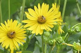 Learn how they survive the winter. 34 Amazing Yellow Perennials For A More Beautiful Garden
