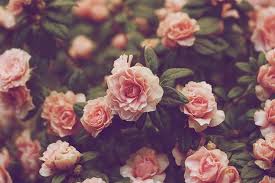 Tumblr Backgrounds Vintage Flowers Gaya Vintage Vintazhnye Cvety Cvety Cvetochnye Fony