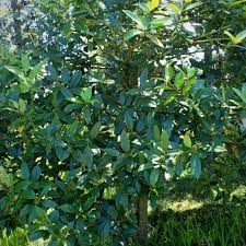 Image result for Ilex latifolia