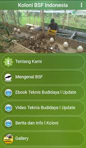 Mengetahui #ara budidaya maggot dengan menggunakan berbagai media. Download Koloni Bsf Indonesia Apk Latest Version For Android