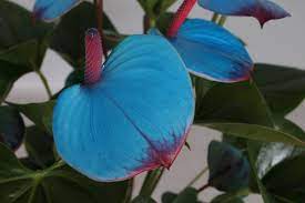 Welkom Bij Rijnplant Pretty Flowers Anthurium Plant Leaves