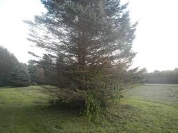Rated one of the most popular evergreens. Blue Spruce Not A Great Choice For Hoosiers Indiana Yard And Garden Purdue Consumer Horticulturepurdue University Indiana Yard And Garden Purdue Consumer Horticulture