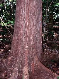 Image result for Swietenia