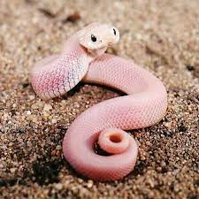Pink Snake Pretty Snakes Cute Reptiles Pink Snake