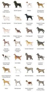 Supa Dogs Know Your Dogs Dog Breeds Spaniel Breeds Spaniel Puppies