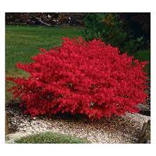 Burning Bush Plant Euonymus Alatus 5 6 Ft Shrub Garden Shrubs Landscaping Plants Shrubs For Sale