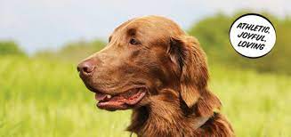 Submit your email address below to be notified when a new puppy ad is placed for the flat coated retriever. The Flat Coated Retriever Modern Dog Magazine