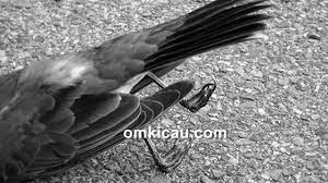 Beberapa Penyebab Burung Mati Mendadak Dan Cara Mencegahnya Om Kicau