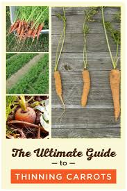 However, others have had lots of success with replanting their carrot seedlings, and have shared some tips that they learned along the way. How To Thin Carrots A Guide Properly Rooted