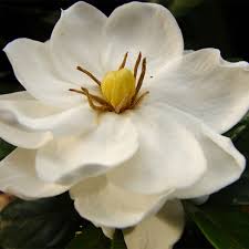Image result for Gardenia cornuta