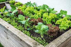 Hochbeet Im Herbst Bepflanzen Dieses Gemuse Konnen Sie Bis In Den Winter Geniessen