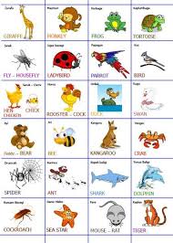 N ile hayvan n harfi ile baslayan hayvanlarin isimlerinin listesi. I Harfi Ile Baslayan Hayvan Kedi Hayvanlari Blog