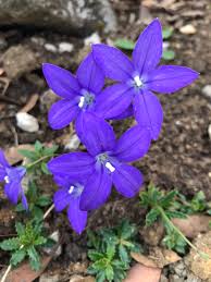 Media in category wahlenbergia gloriosa the following 4 files are in this category, out of 4 total. Wahlenbergia Gloriosa D Arcy And Everest