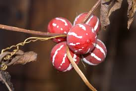 Image result for Diplocyclos