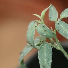Image result for Crotalaria sphaerocarpa