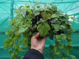 Image result for Sporobolus pectinellus