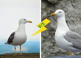 As nouns the difference between albatross and seagull. Seagull Vs Albatross Seagull Facts Albatross Facts
