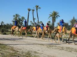 Embark your desert dromedary and enjoy the scenic sunset stroll. Camel Ride Tour In Marrakech Palm Grove Morocco Desert Expeditions
