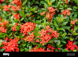Image result for Ixora nana