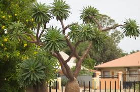 Image result for Pachypodium