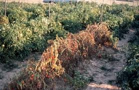 Image result for tomato seedling fusarium wilt