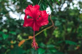 We always update the images so keep. 70 000 Best Hibiscus Flower Photos 100 Free Download Pexels Stock Photos