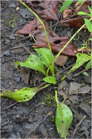 Image result for Ophioglossum costatum