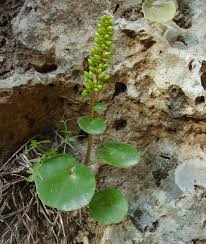 Image result for Umbilicus botryoides