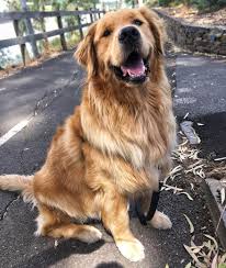 Ralph The Golden On Instagram It S A Long Weekend In Adelaide This Weekend Which Means I Get 3 Whole Da Golden Retriever Puppy Long Weekend Golden Retriever